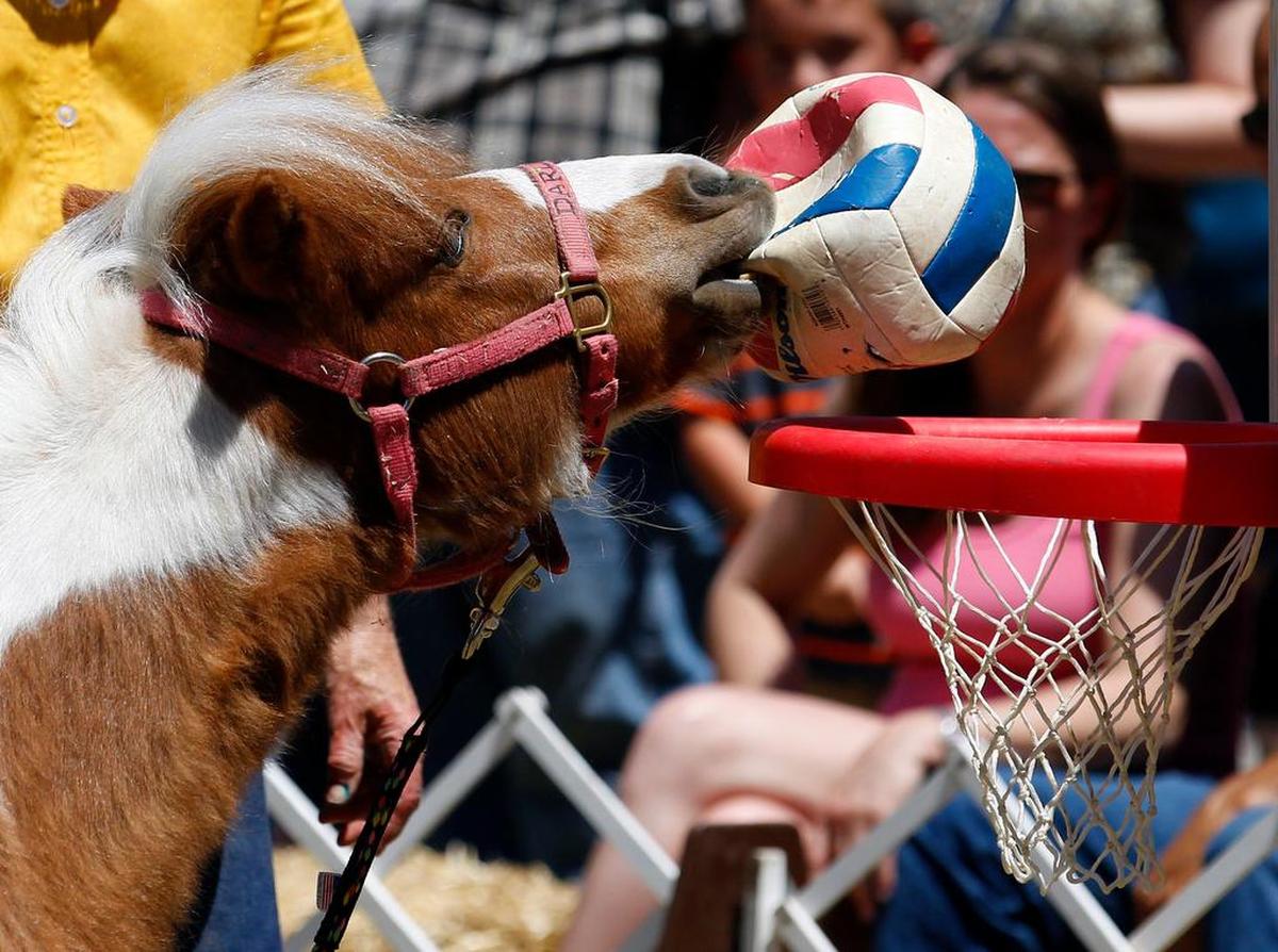 A miniature horse plays basketball at the 2014 Mayfest. The event returns for its 45th year this week.