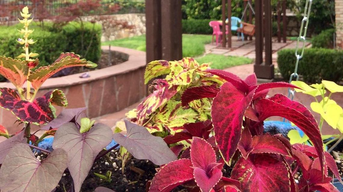 The 14th annual Hidden Gardens of Fort Worth tour of seven gardens is Sunday.