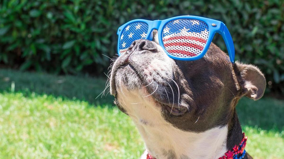 Take your dog to the ballgame, or check out a yappy hour for National Dog Day.