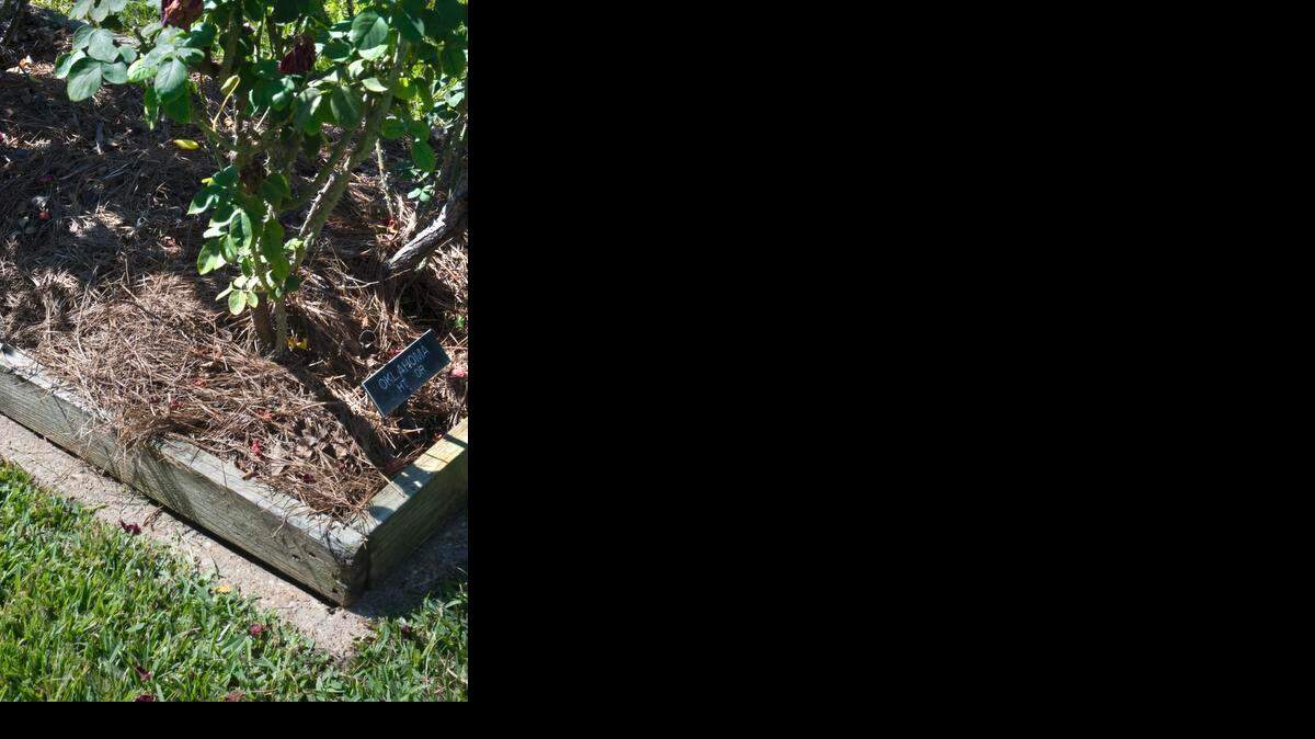 
Waterlogged soils can be fatal to plants, but raising garden beds by as little as 3-4 inches will help combat the problem.

