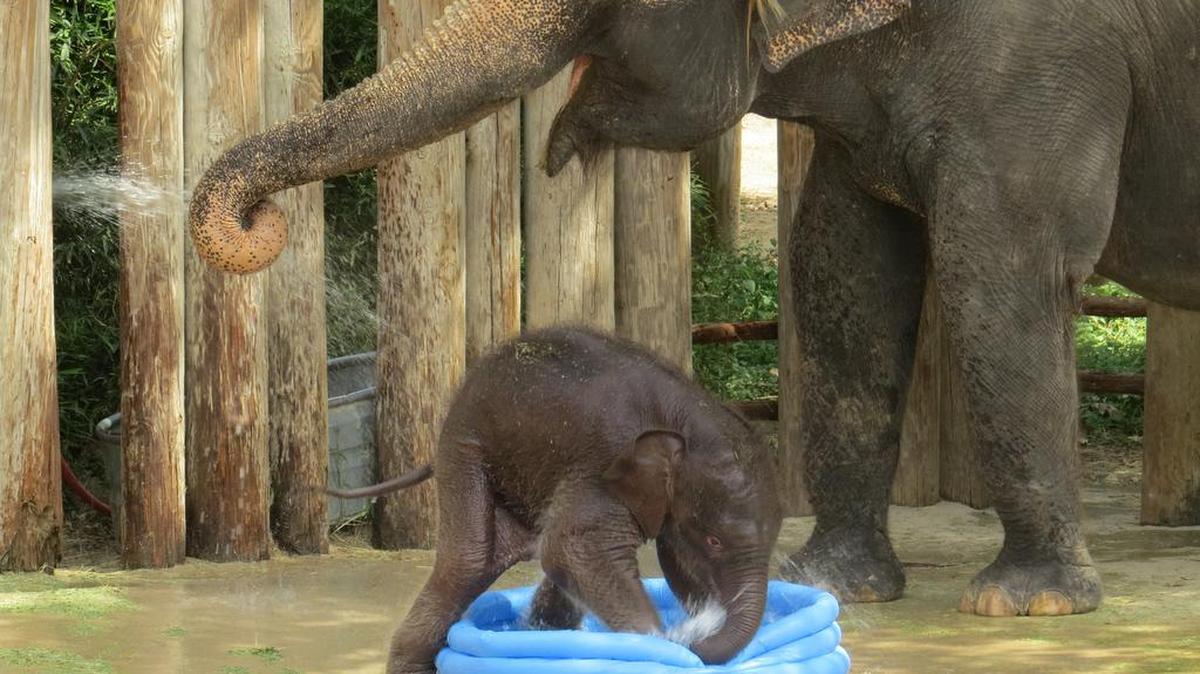 Celebrate with the elephants and all of your favorite creatures during the Fort Worth Zoo’s 30th Anniversary Celebration on Saturday, Nov. 19.