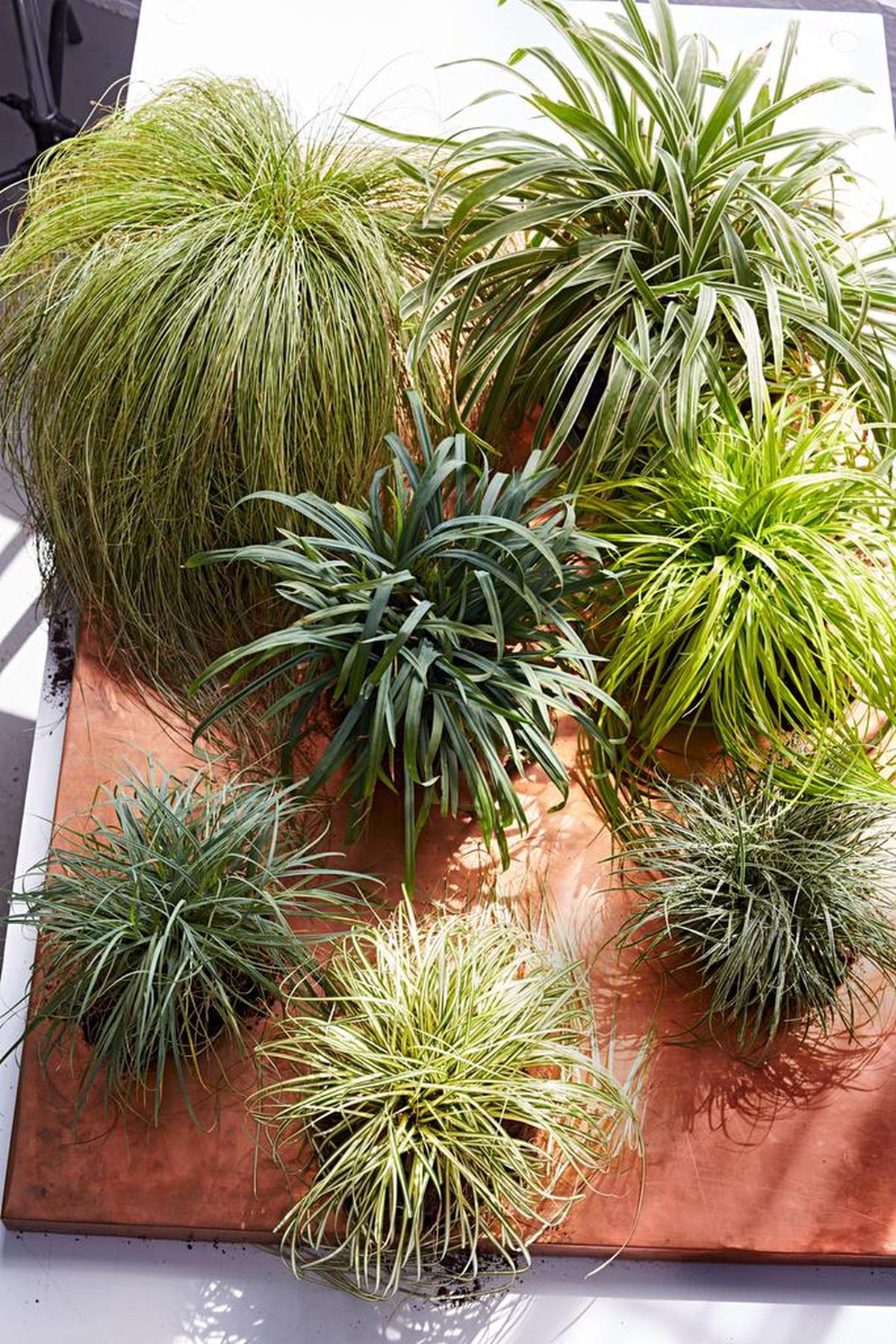 Put these various grasses to work around your garden.