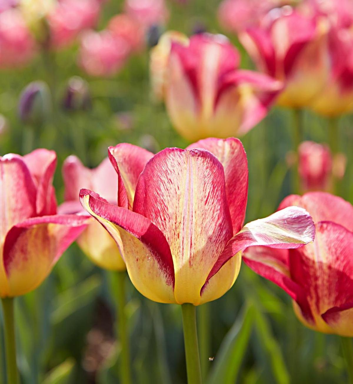 “Boston” tulips are beautifully two-toned.