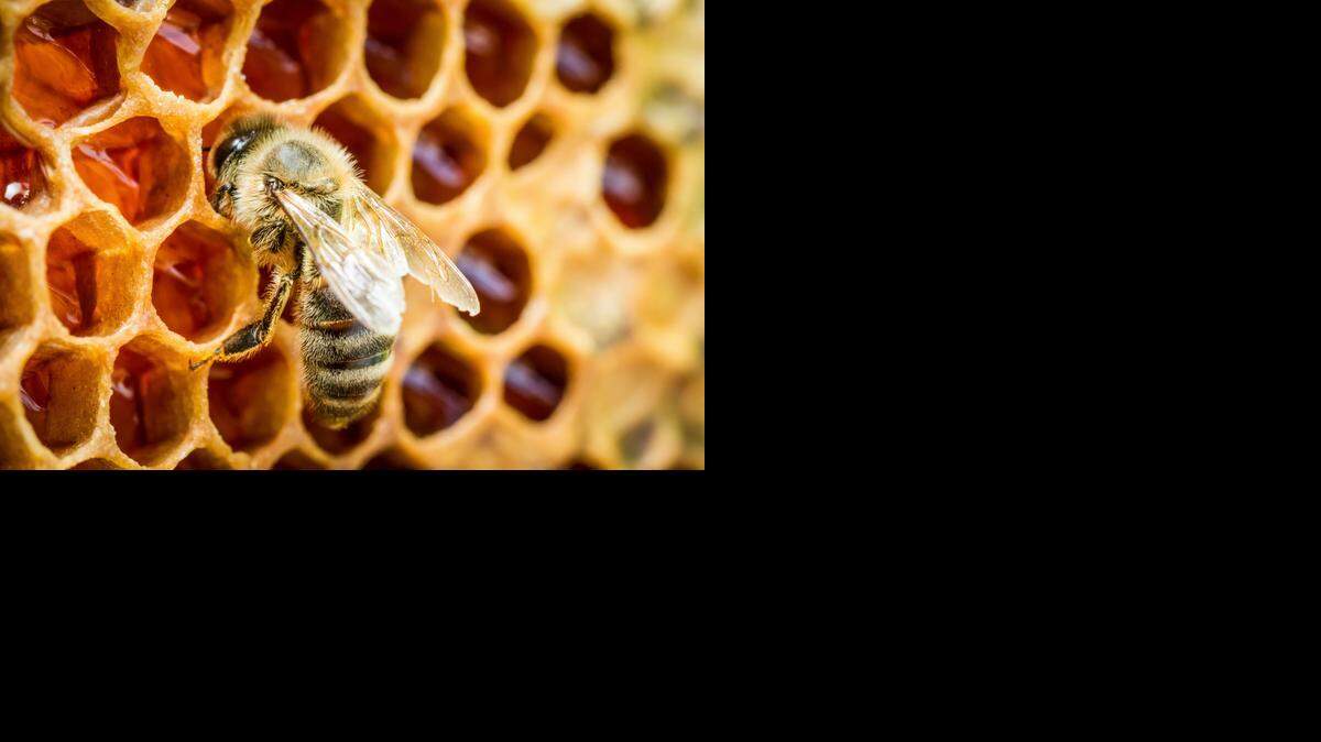 Make plans for a beekeeping class Jan. 17. <137>“Beekeeping 101” class, 10:30 a.m. Jan. 17, at the Fort Worth Marshall Grain storeBees in a beehive on honeycomb.<137>