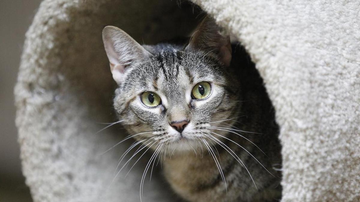 A well-maintained litter box will keep your indoor cat happy.