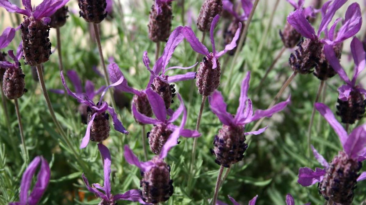 Learn about drought-tolerant plants like Spanish lavender at a talk Saturday at Marshall Grain.