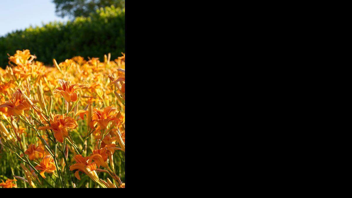 
Learn tips for growing daylilies at a meeting in Grapevine. 
