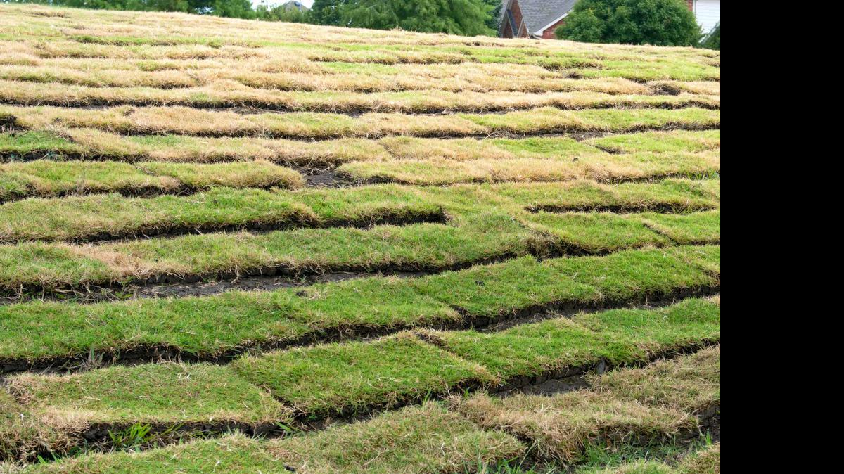
An example of poorly-placed bermudagrass.
