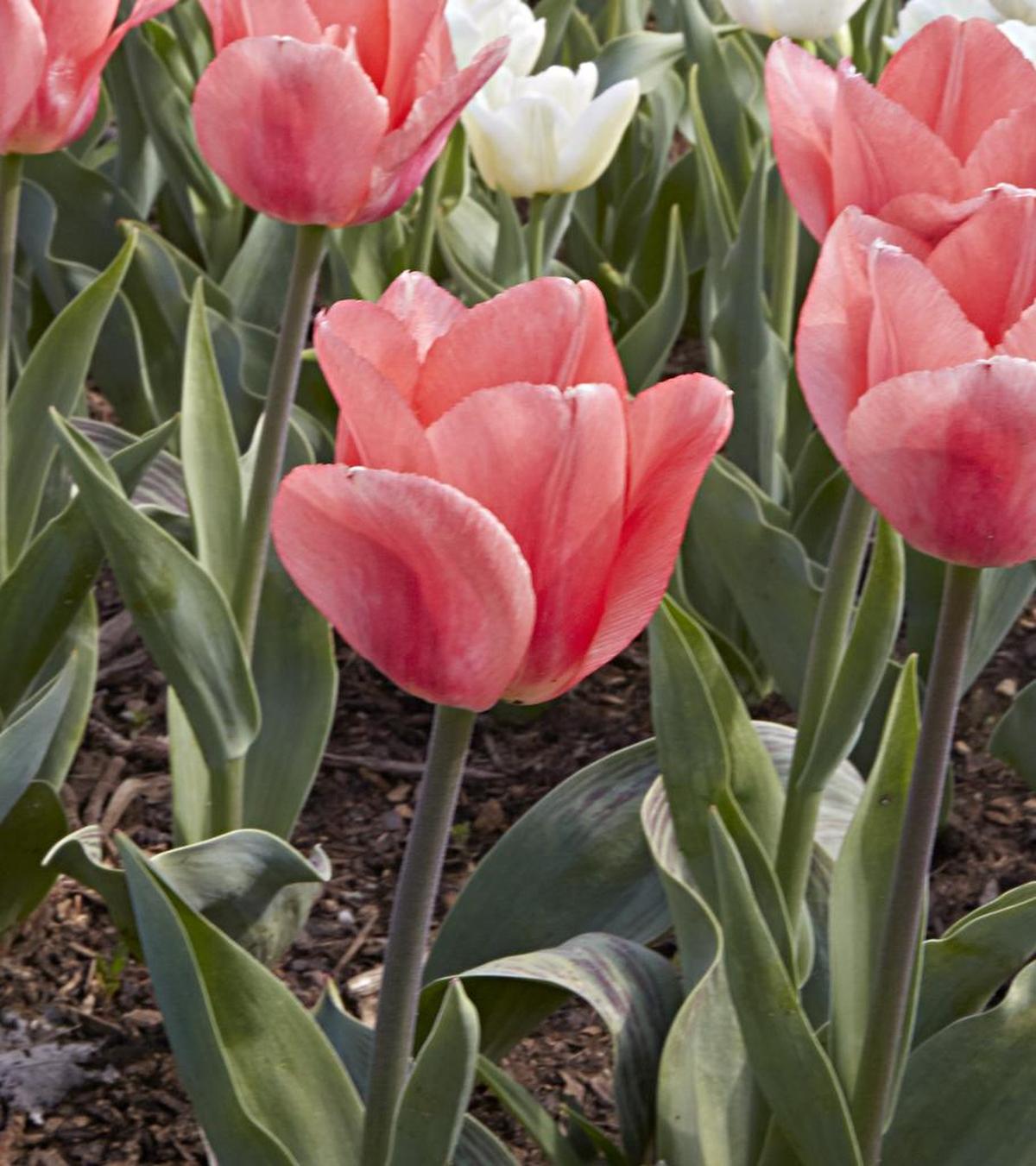 “Tottori” tulips are a beautiful rosy-pink color.