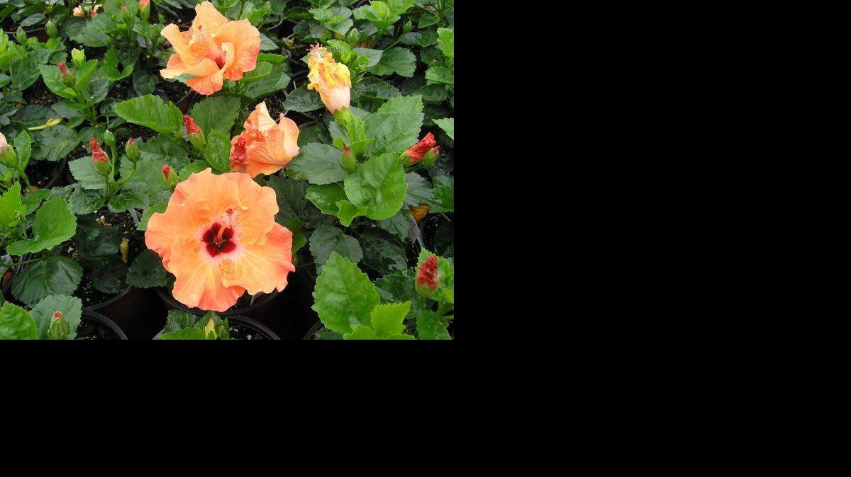
Several plant sales are on tap. 
