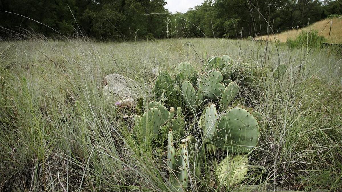 Learn about prickly pear cactus during a class at the Fort Worth Nature Center this Saturday.