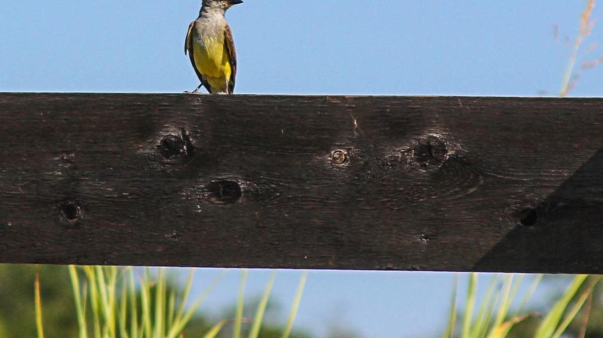 Learn about North Texas birds Saturday at the Bob Jones Nature Center.