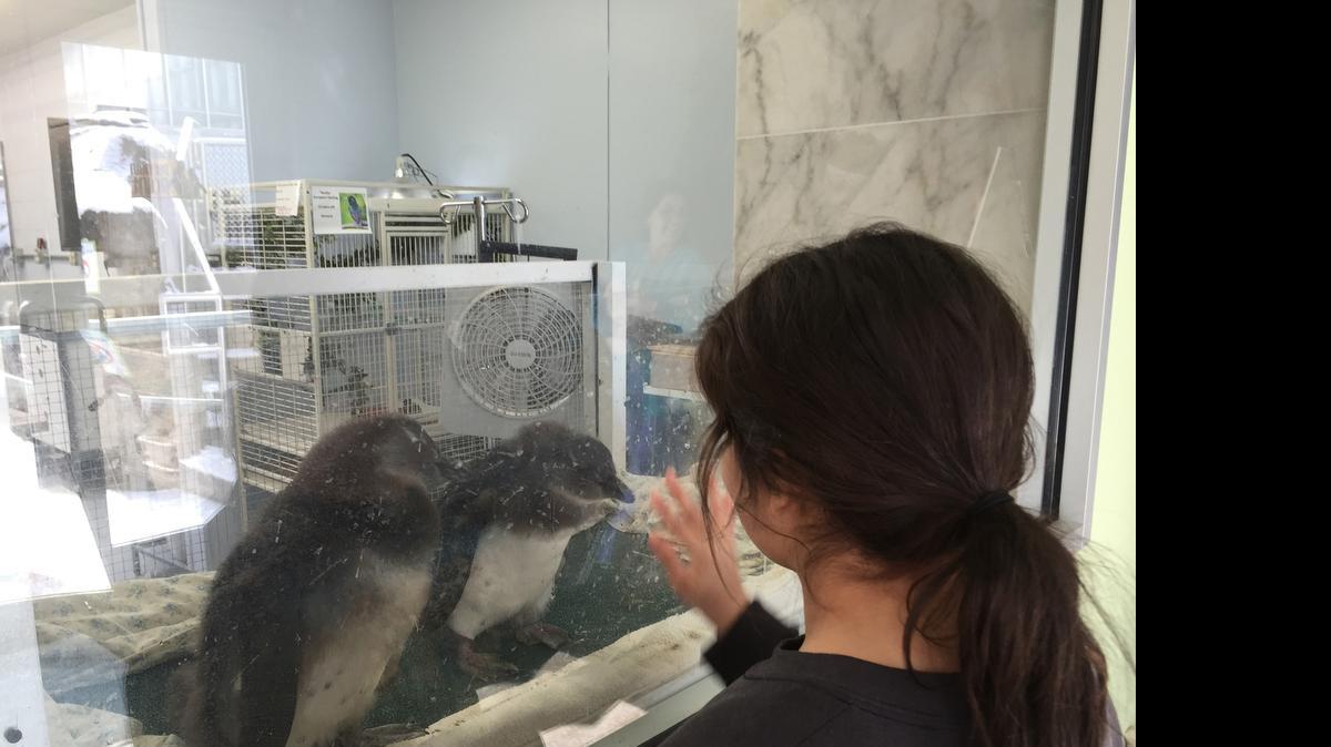 
Ava Villalpando looks at two baby penguins at the National Aviary, who were about two months old. 
