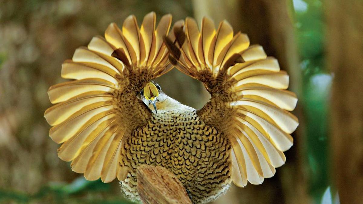 A male paradise riflebird (Ptiloris paradiseus) practices the circular-wing pose used by adult males when courting a female.