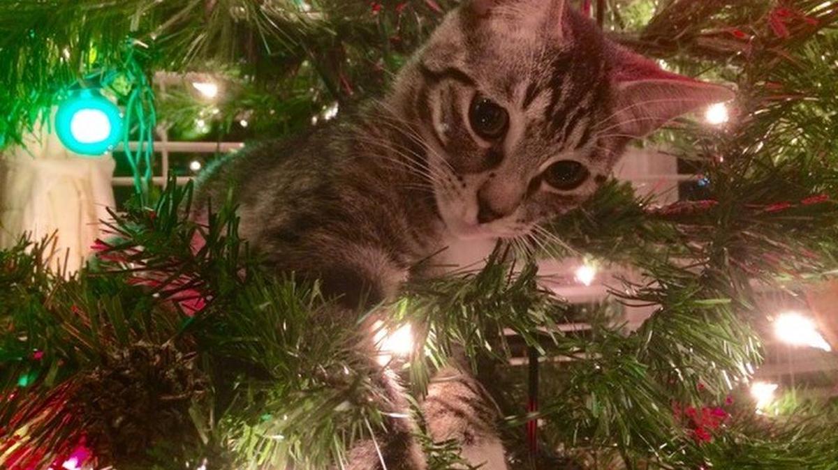 Mouse, Bedford (Owner: Amy Vozar)