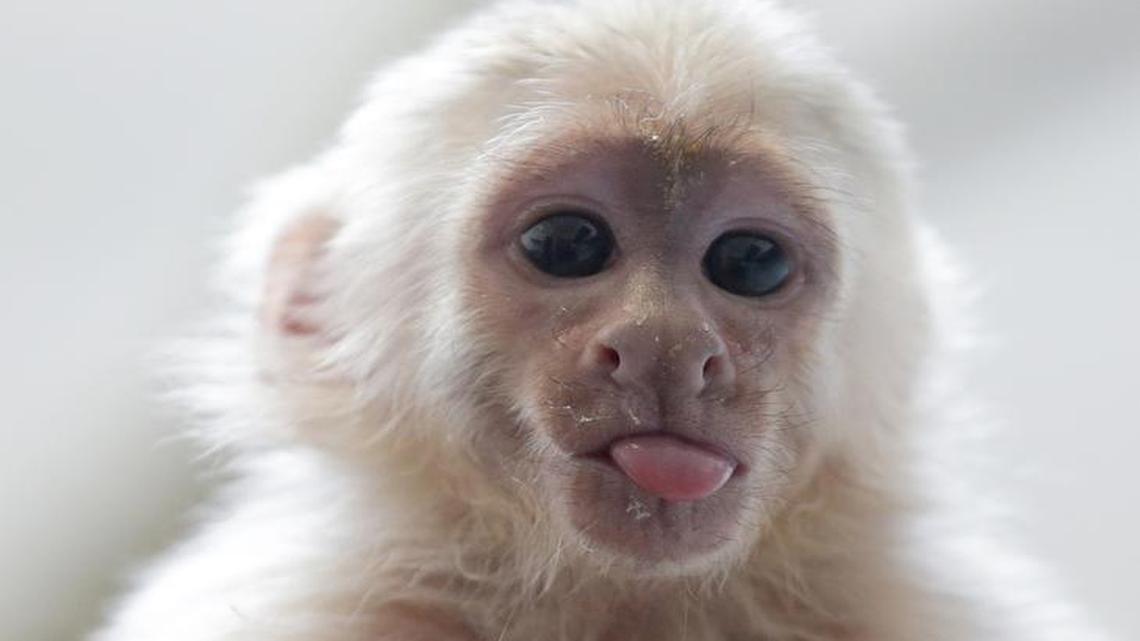 This capuchin monkey, Mally, had a famous owner.