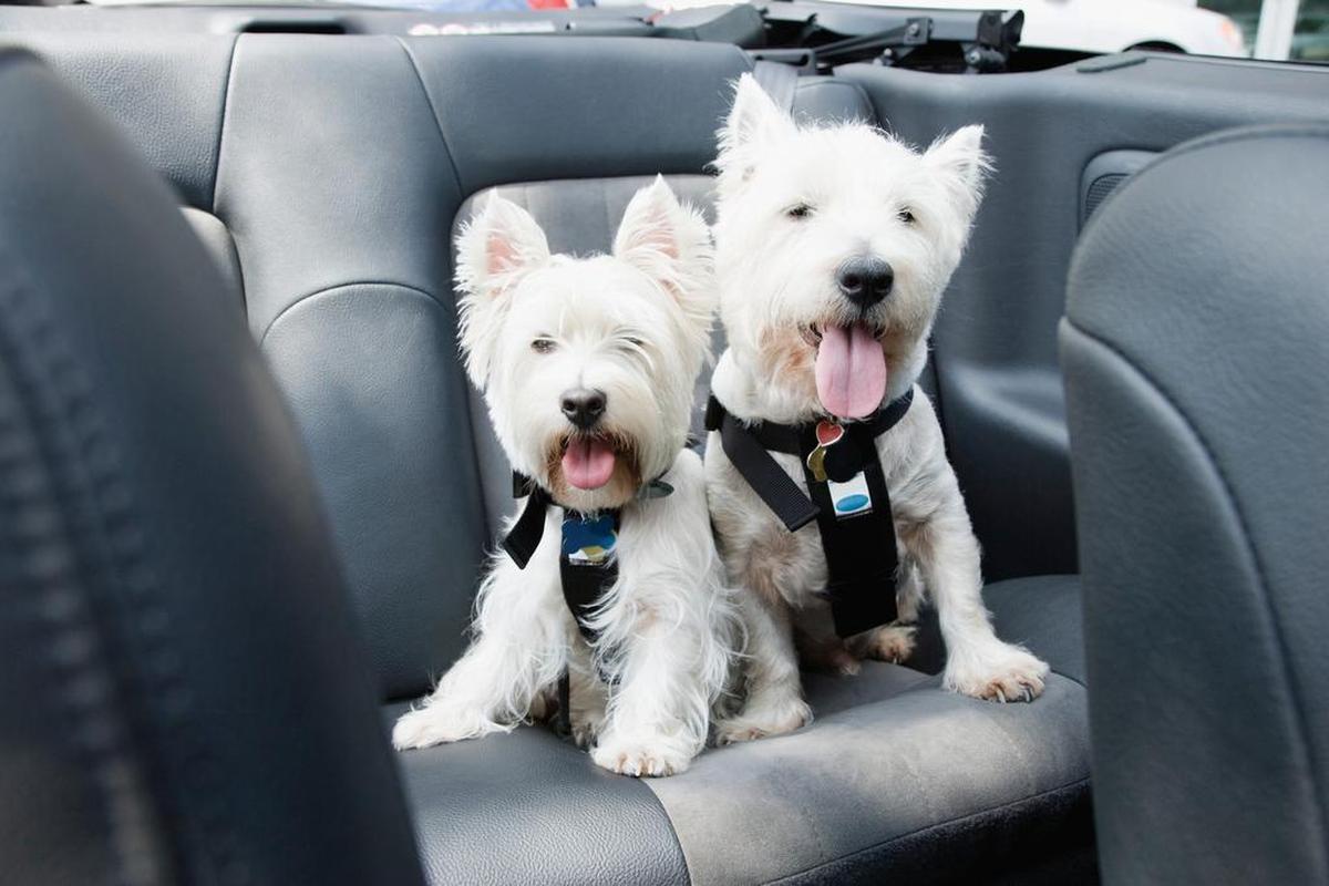 Unlike humans, dogs don’t sweat through their skin to cool off, according to the California Department of Public Health.