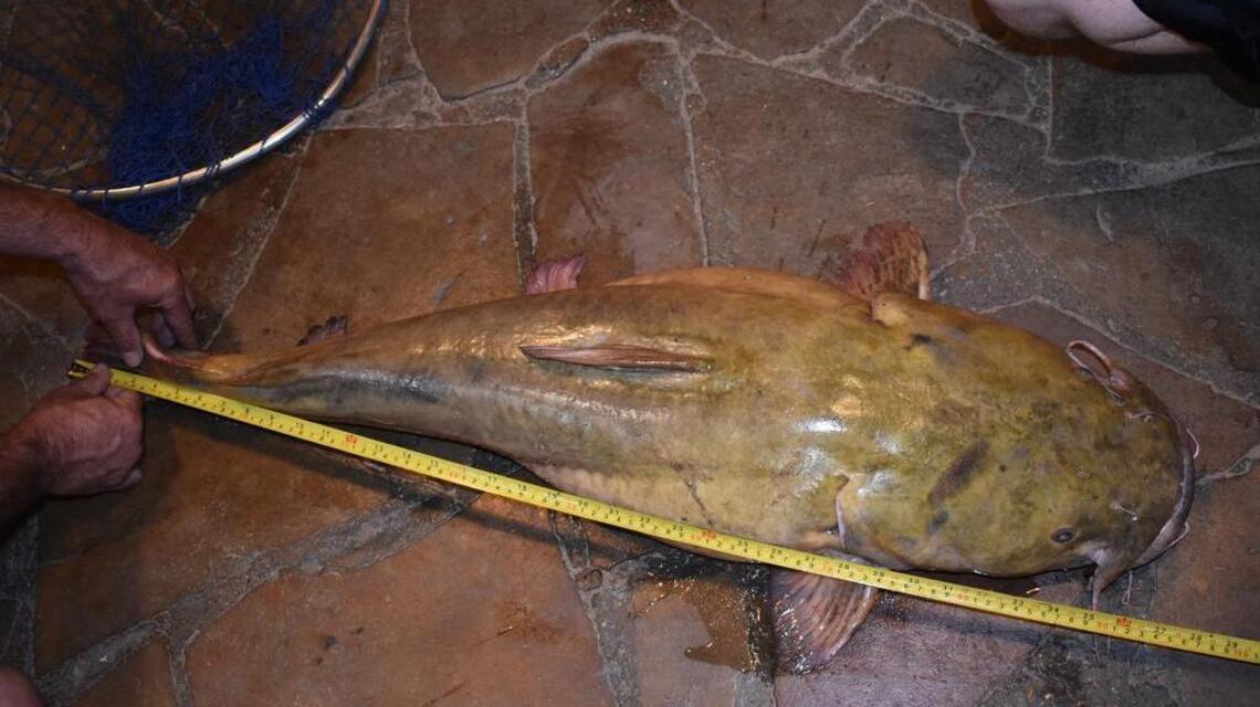 It’s a stick! It’s a shark! No, it’s a 7-year-old’s record catch at Lake Mineral Wells