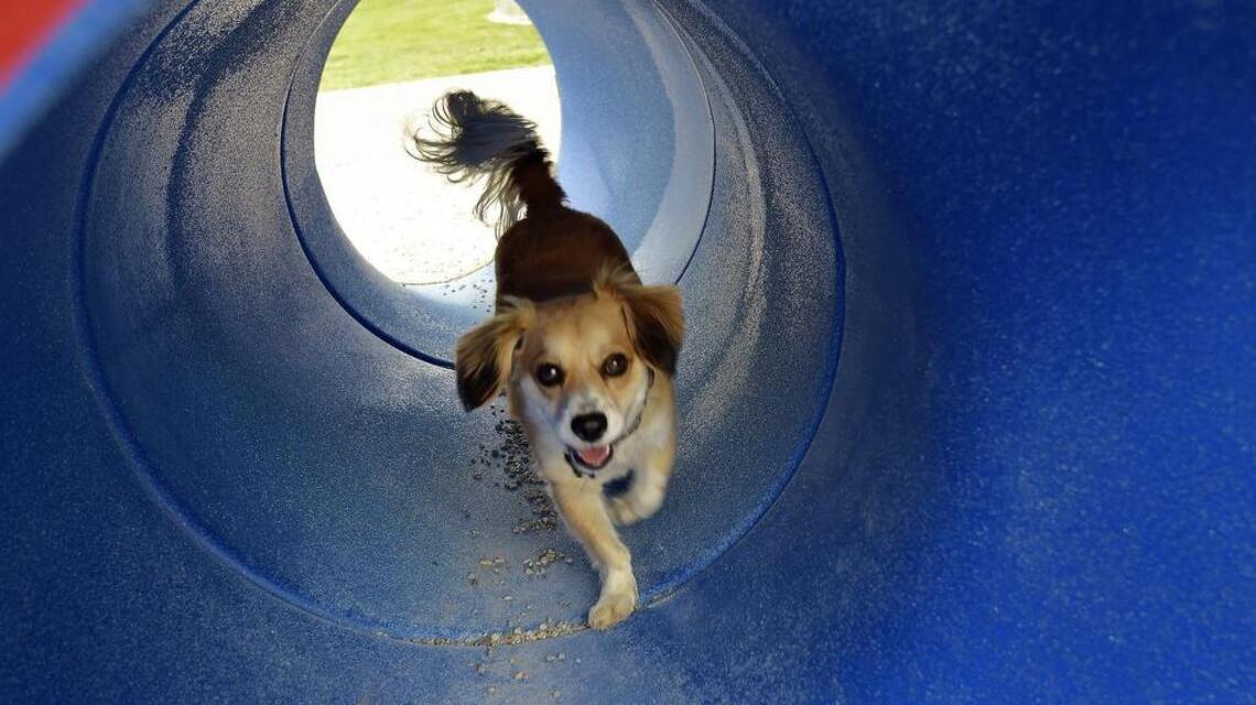 Pet lovers! Get your doggone adorable dog photo published