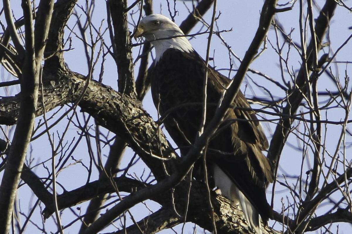 A Bald Eagle is seen at Hagerman National Wildlife Refuge.