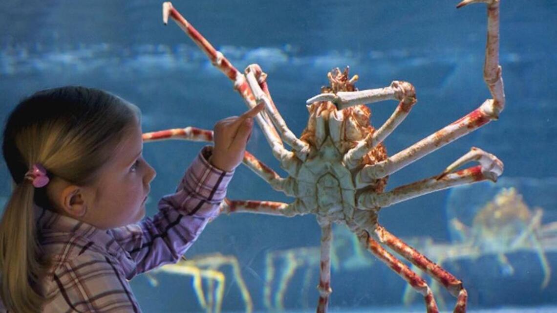 Win tickets to ‘Claws’ exhibit at SeaLife Grapevine