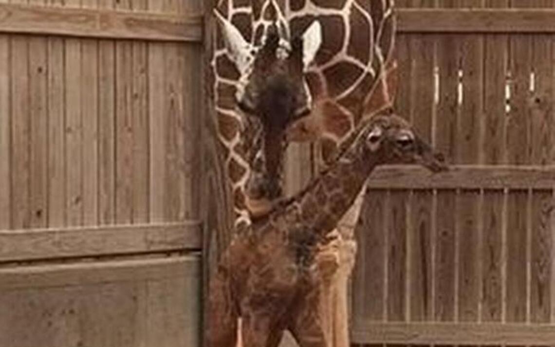Adorable new baby giraffe born at Abilene Zoo