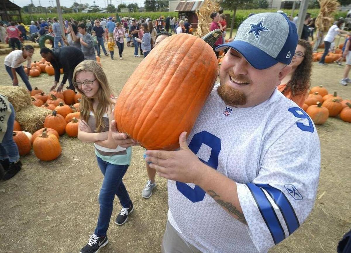 Pick out the perfect pumpkin at Hall's Pumpkin Farm and Corn Maze in Grapevine.