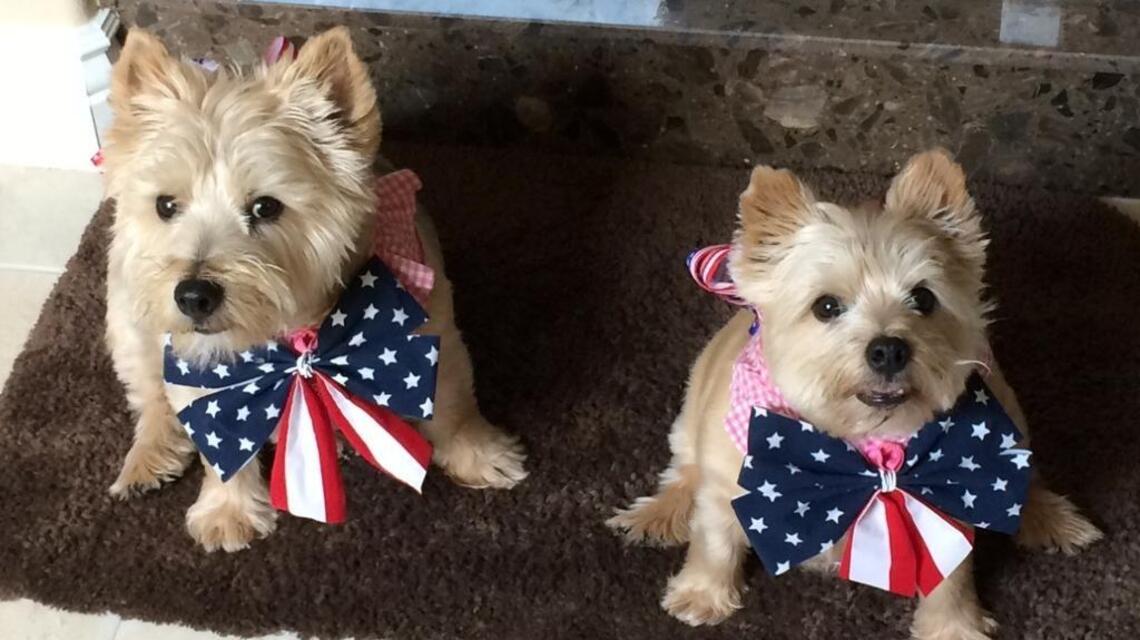 Photos show how dogs spent summer vacation