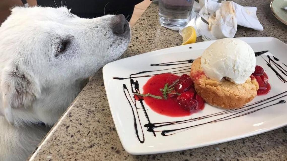 In a file photo, Oliver, Star-Telegram reporter Robert Philpot’s then-10-month-old Great Pyrenees, unsuccessfully attempts to break protocol at Lazy Dog Restaurant & Bar in Euless. Now that Oliver is even bigger, Lazy Dog has announced plans to open an Arlington location by the end of 2018.