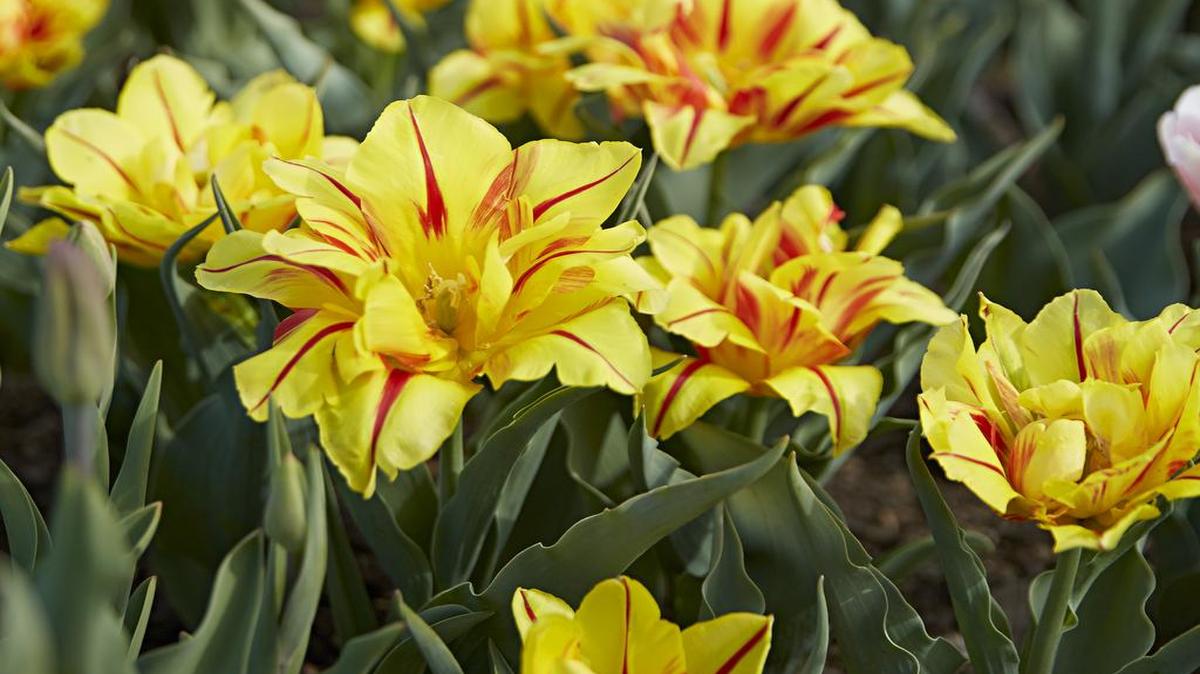 The petals of “Monsella” tulips open wide.