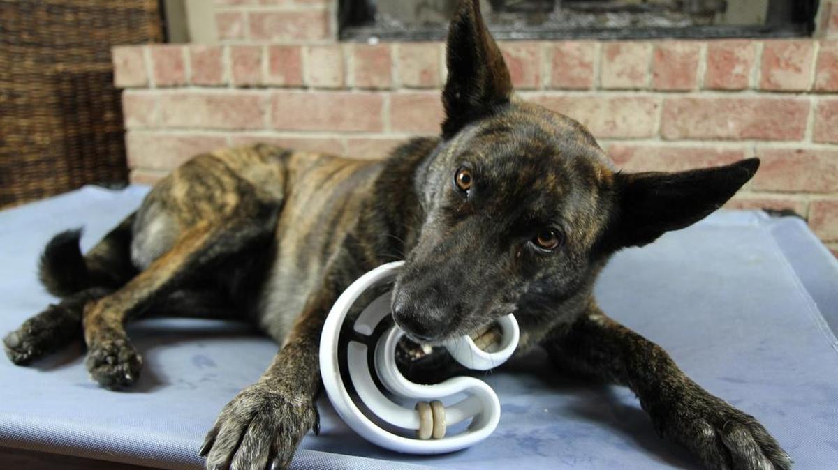 
Starmark Treat Ringer Horseshoe Dog Toy

