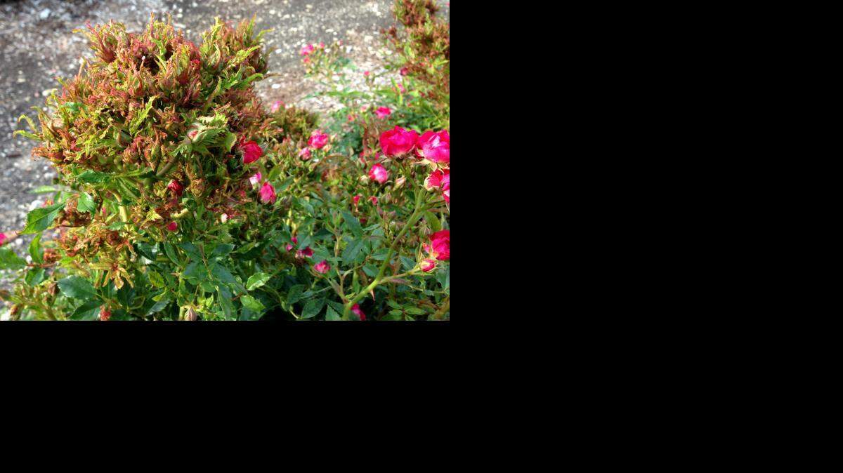 
Rose rosette in late fall
