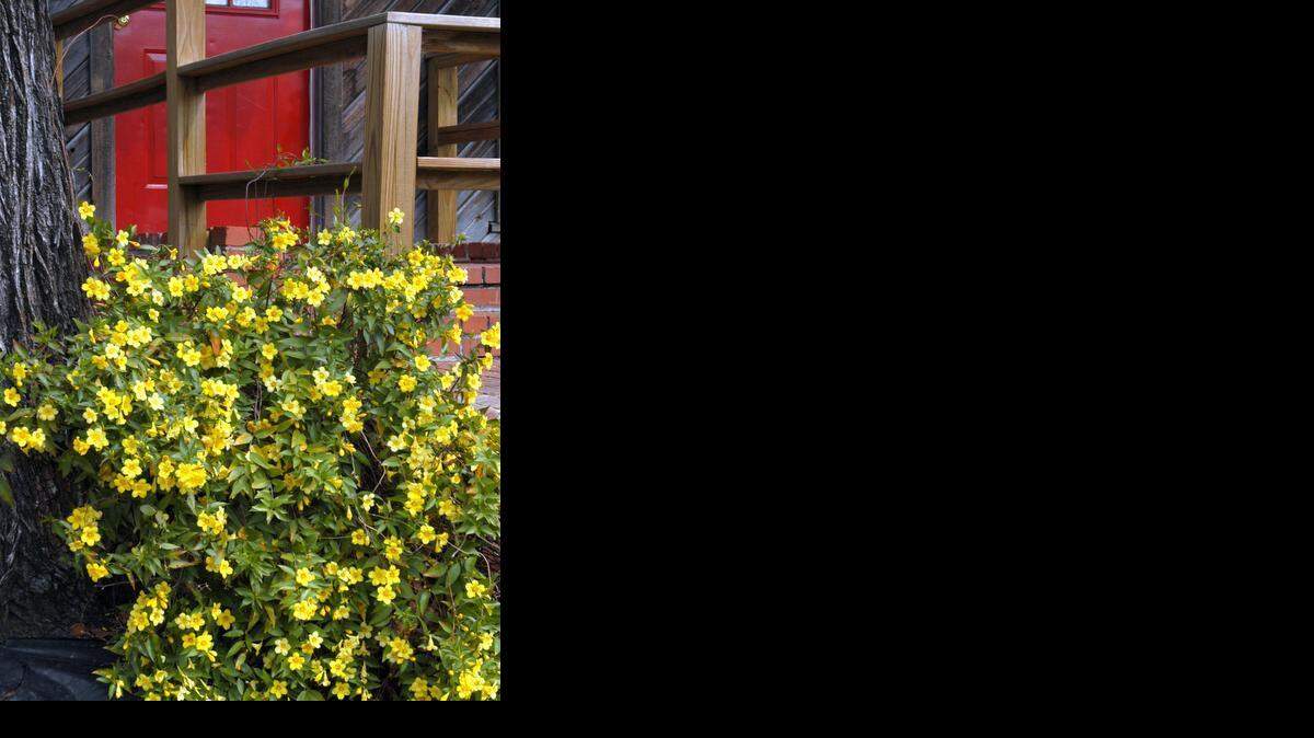 
Carolina jessamine

