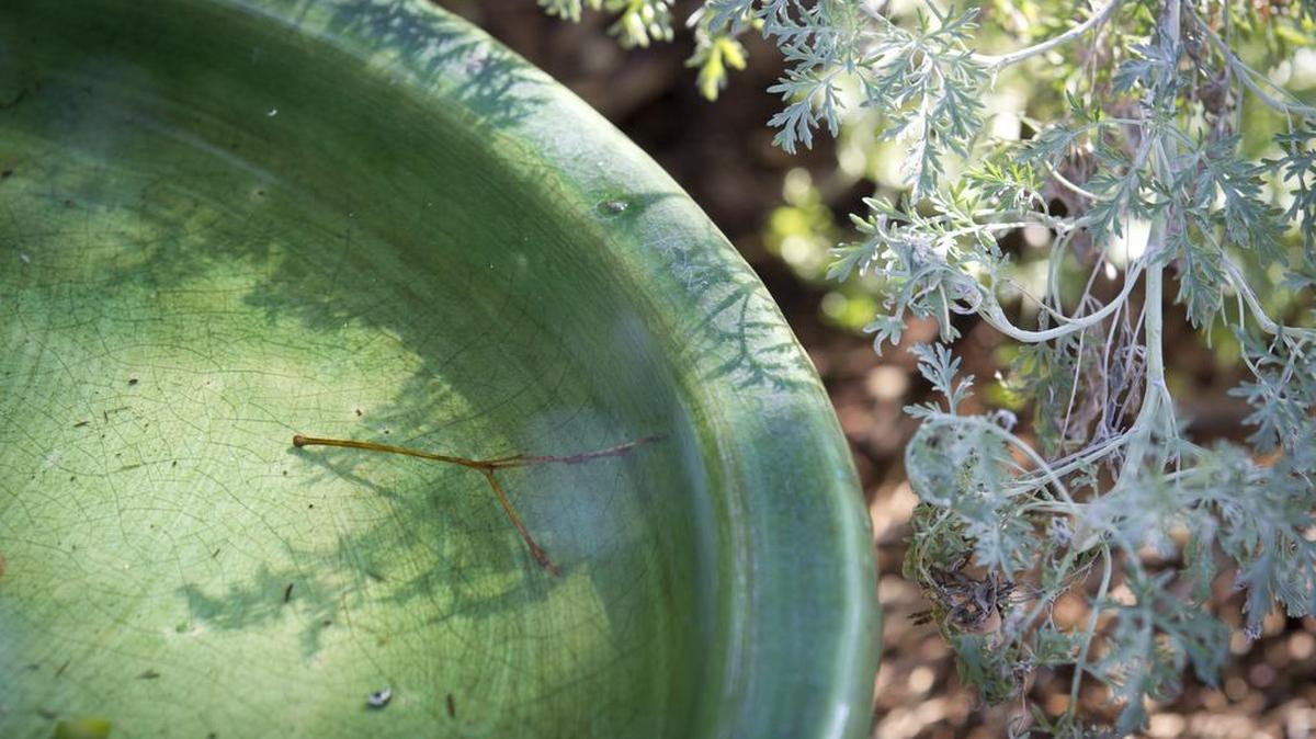 The Illinois Department of Natural Resources recommends the removal and cleaning of bird baths and feeders.