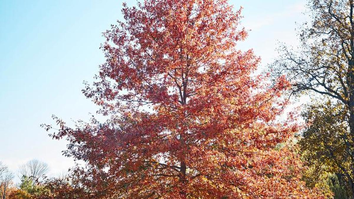 Pin oaks offer beautiful fall color and can grow to be 70 feet tall. They are also relatively fast-growing.
