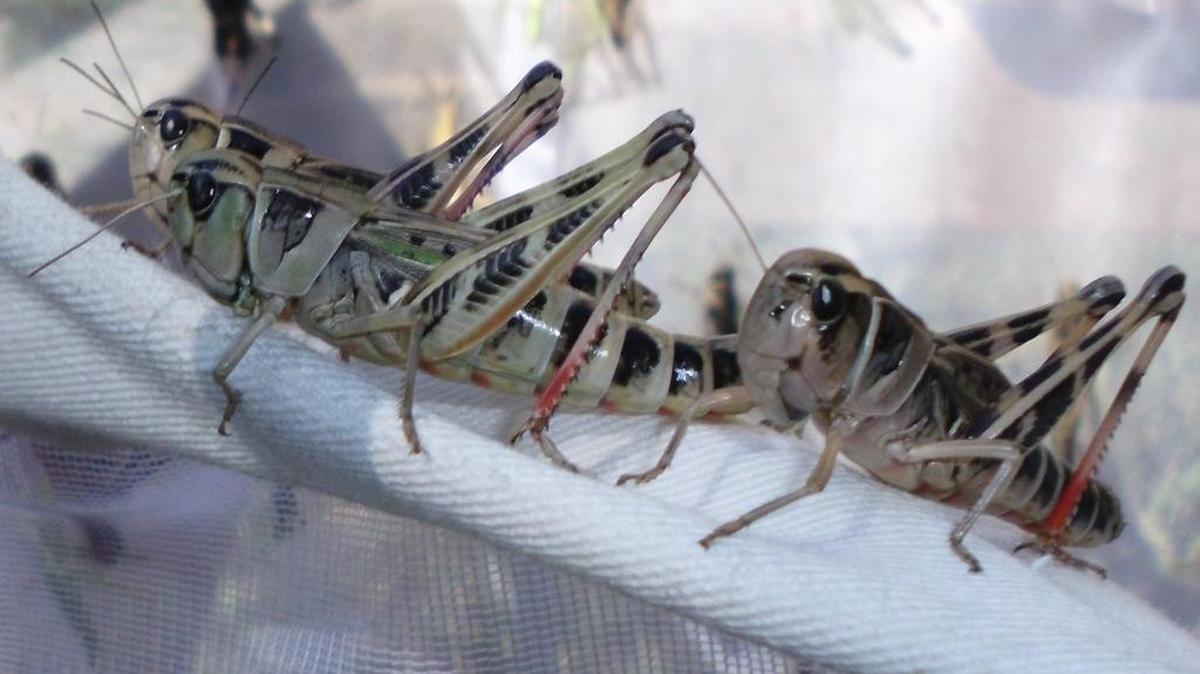 Learn about grasshoppers Saturday at the Fort Worth Nature Center & Refuge.
