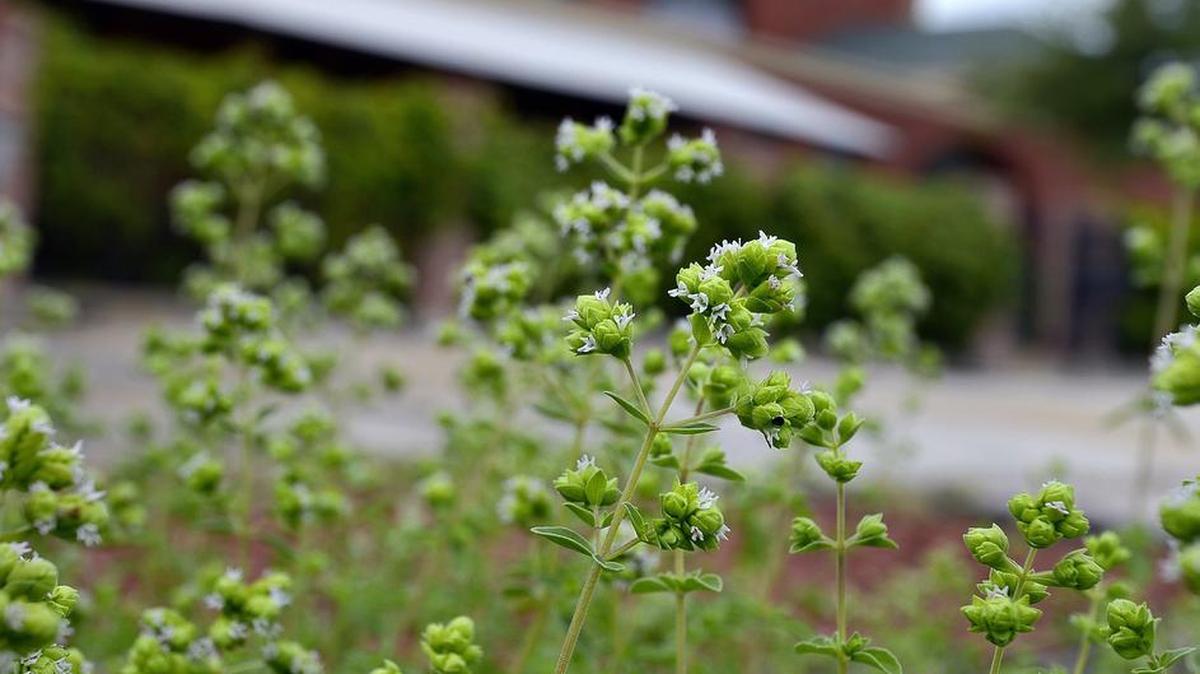 Oregano in The Ashton Depot garden