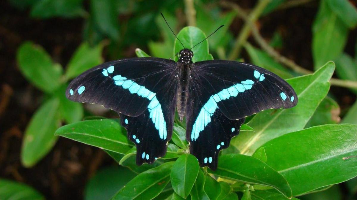 This blue-banded swallowtail hangs out at a previous showing of “Butterflies in the Garden” at the Fort Worth Botanic Garden. The exhibit of live, exotic butterflies returns to the Botanic Garden starting Friday, Feb. 25.
