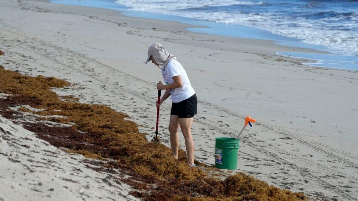 Why is there so much seaweed on Southern beaches?
