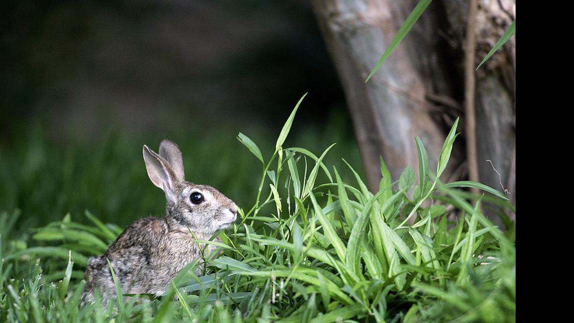 Easter and gardens: The roots of religion are universally agricultural | Opinion