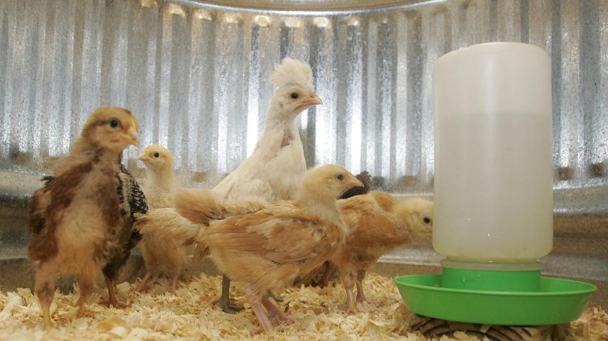 Chicks eat pellets, meal worms and drink in their stock tank brooder at Jabo's Ace Hardware.