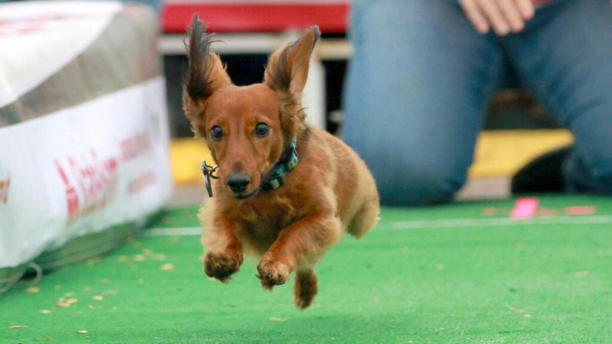 This dachshund is all business during the Oktoberfest Wiener Dog race in Southlake.