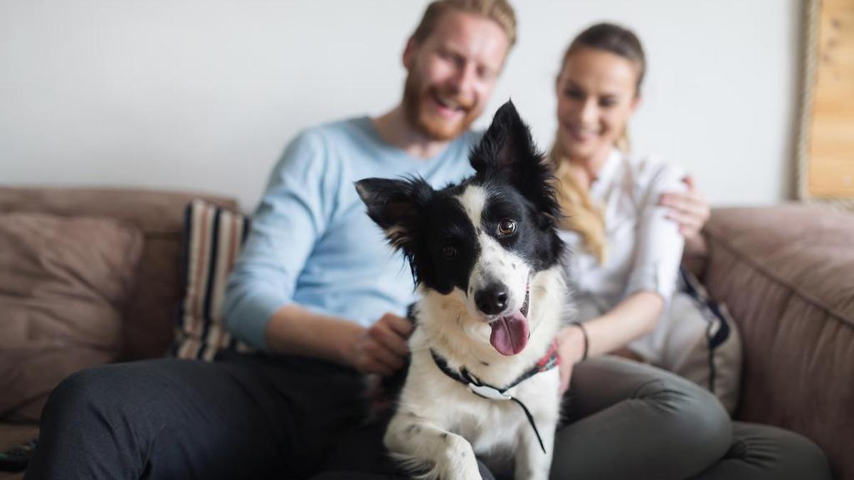 You might want to check your local ordinances in Illinois before embarking on an off-leash hike with your dog.