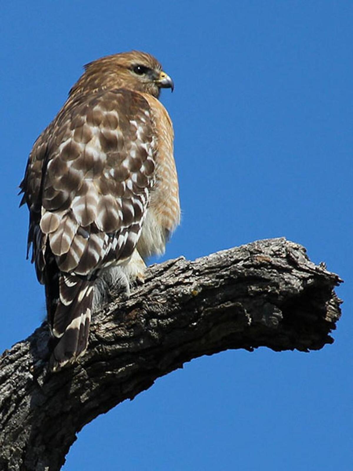 This red-shoulder hawk was photographed in River Legacy Park.