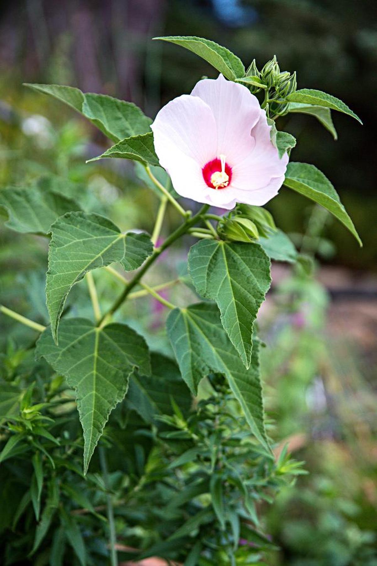 Hibiscus moscheutos Rose mallow is at home on the lakeshore and blooms all summer.