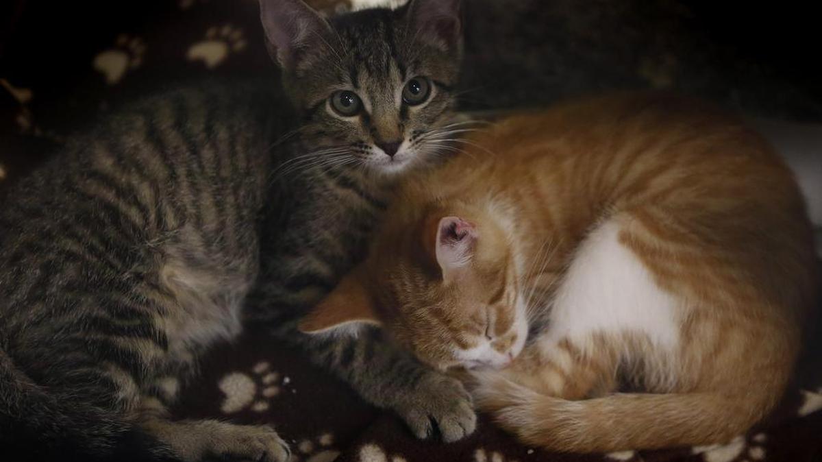 Baking soda keeps a two-cat litter box fresher, Heloise says.