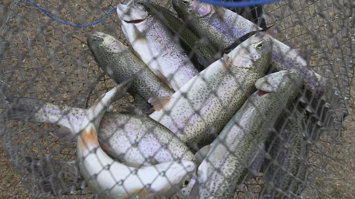 Government guidelines about eating fish, particularly for pregnant and breastfeeding women, have been clarified.
