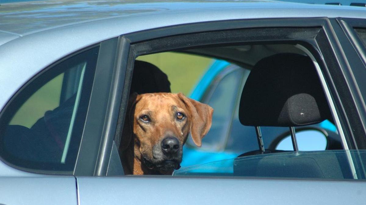 A dog may like to stick its head out the window on car trips, but it’s a safety risk.