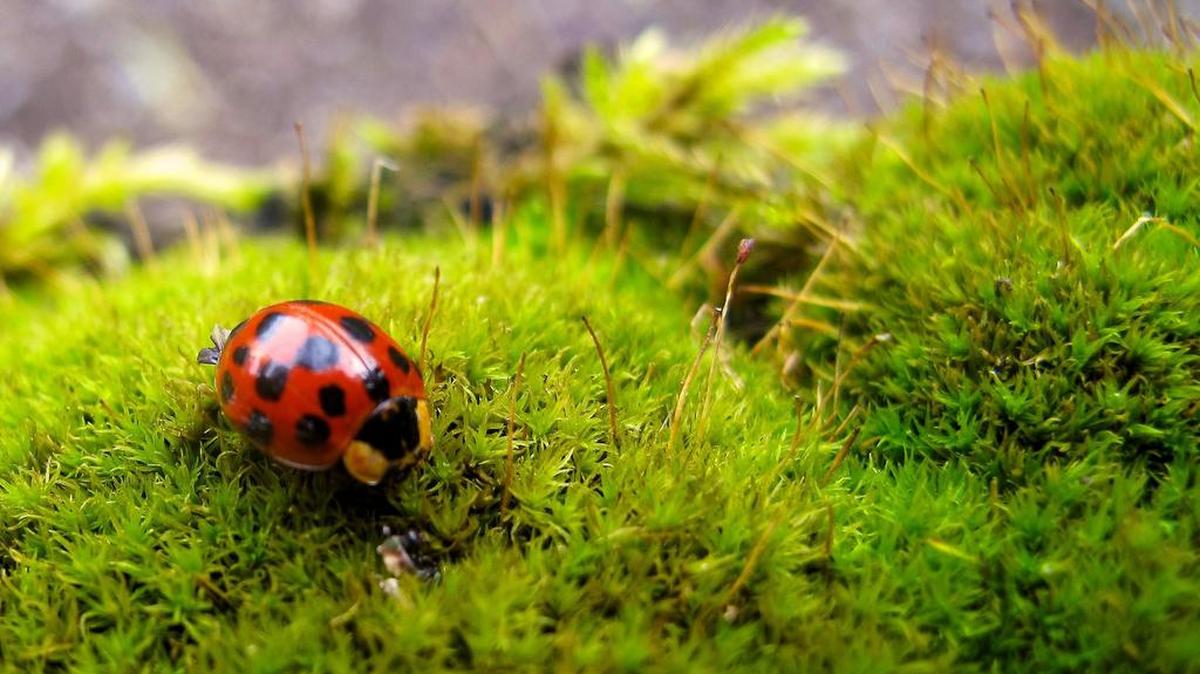 Gardeners can buy ladybugs commercially. They consume aphids.