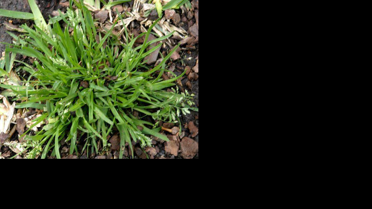 Plan ahead to prevent the next generation of annual bluegrass. <137>bPoa<137>